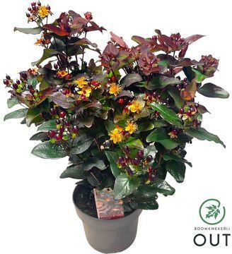 Υπερικό Hypericum Miracle Night