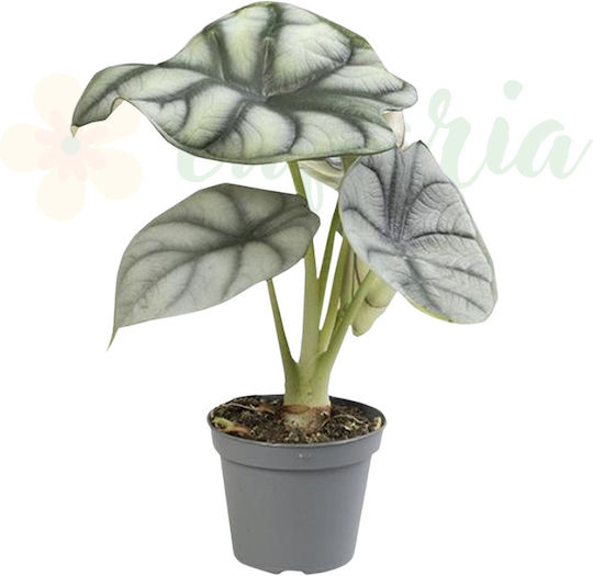 Alocasia 'silver Dragon' Ø6 Cm