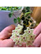 Hoya Serpens Ø12 Cm