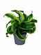 Dracaena Draco Ø6 Cm