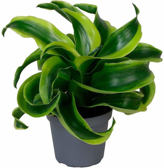 Dracaena Draco Ø6 Cm