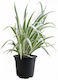 Live Aquarium Plants Acorus Variegatus White Green