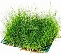 Aquaflora Eleocharis Net 10x15cm