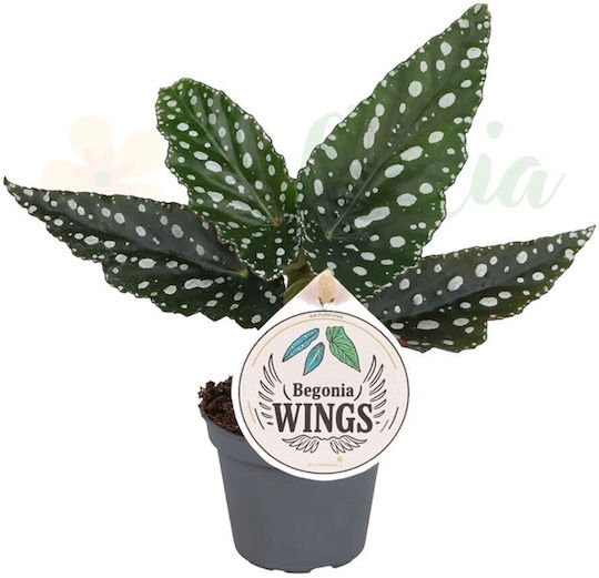 Begonia Maculata 'silver Spot' Ø6 Cm