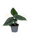 Alocasia Scalprum Ø6 Cm