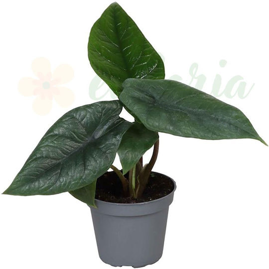 Alocasia Scalprum Ø6 Cm