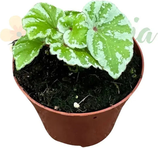Begonia 'temuyuk Silver' Ø8 Cm