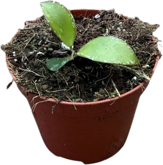 Hoya Sp Mini Coin Kalimantan Silber Ø8 Cm
