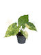 Alocasia Macrorrhizos 'aurea Variegata' Ø6 Cm