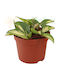 Hoya Carnosa Tricolor Krimson Princess Ø12 Cm