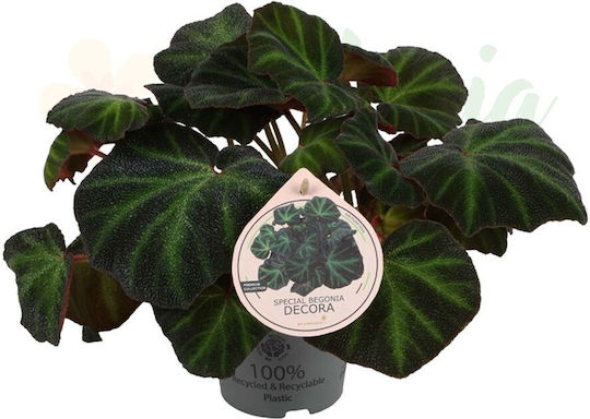 Begonia 'decora' Ø6 Cm
