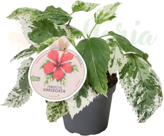 Hibiscus Rosa-sinensis 'variegata' Ø6 Cm