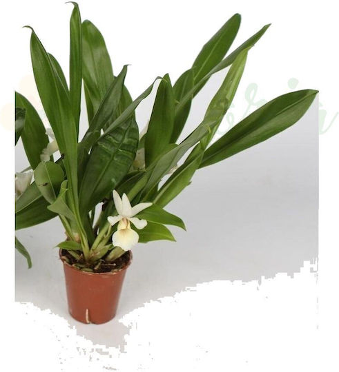 Cochleanthes Orchid Flowers White