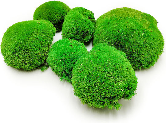 Perna De Mușchi Medie Verde Natural 0 062m² 40x15cm Suedia