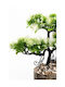 Stewehome Bonsai Artificial Copac Plantă în Ghiveci Lemn Detaliu Piatra