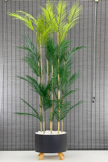 Stewehome Dekorative Topfpflanze Palmyra 6 Stämme Holz-elliptischer Basis Topf