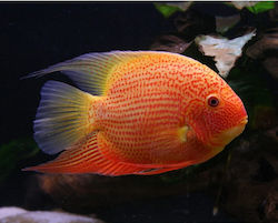 Severum Roșu Pete M L