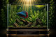 Betta Splendens Giant
