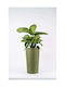 Adoni Kunststoff Blumentopf Grün 28x47cm