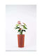 Adoni Kunststoff Blumentopf Rot 36x36cm