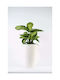 Adoni Kunststoff-Blumentopf Weiß 28x47cm