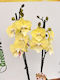 Phalaenopsis Multiflora Yellow Big Lippy 2 Stems