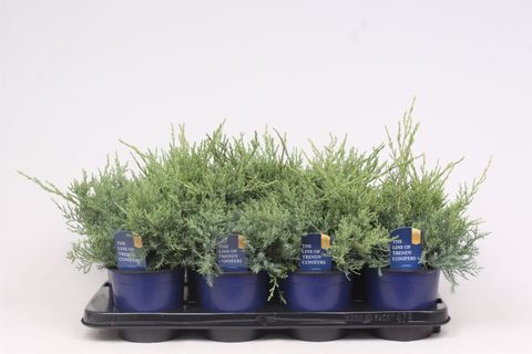 Juniperus X Pfitzeriana Glauca Juniper