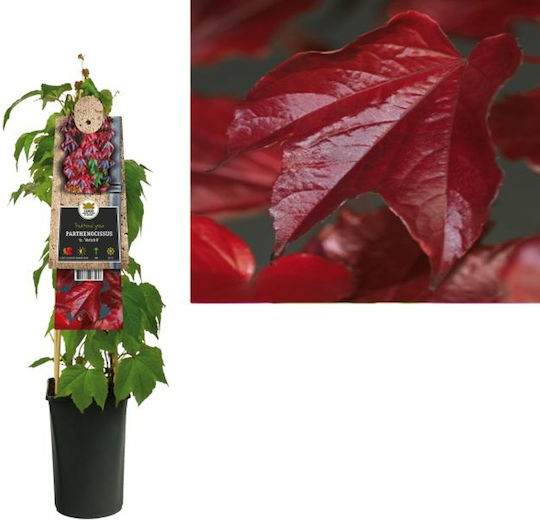 Παρθενόκισσος Parthenocissus Tricus Veitchii
