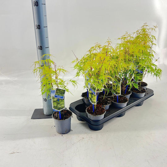 Arțar Acer Palmatum Seiryu