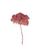 Getrocknete Hortensie Blume 20-25cm Hell Rosa