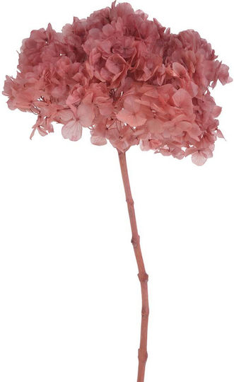 Getrocknete Hortensie Blume 20-25cm Hell Rosa