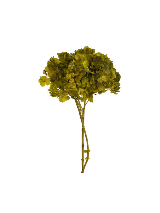 Getrocknete Hortensie Blume 20-25cm Grüne