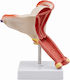 Model of Female Internal Genital Organs