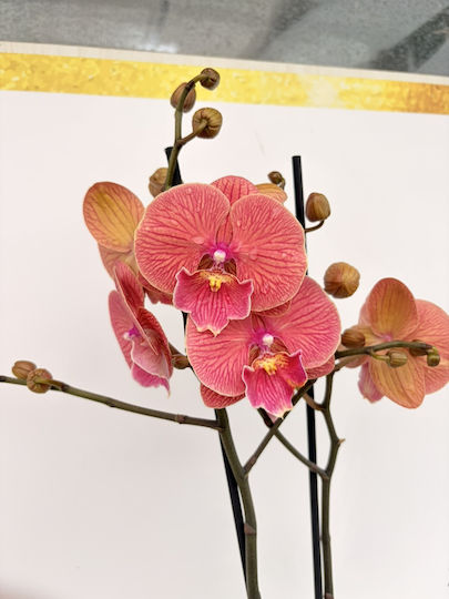 Phalaenopsis Mf Mango Lippy 2 Stems