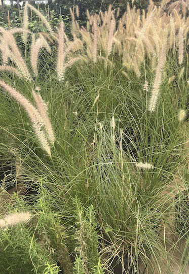 Pennisetum Setaceum Голямо Високо Растение