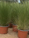 Στίπα Stipa Tenuissima