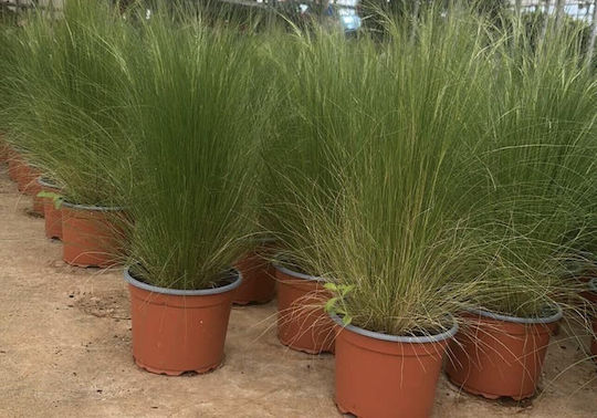 Στίπα Stipa Tenuissima