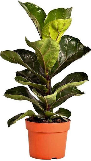 Ficus Lyrata 'bambino' 12cm