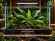 Anubias Congensis