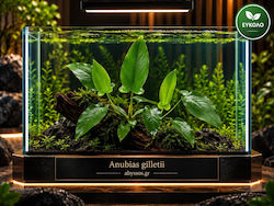 Anubias Gilleti Anubias Gilleti
