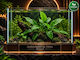 Anubias Barteri Var Glabra