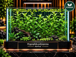 Hygrophila Polysperma