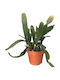 Epiphyllum 'sarah Courant' 12cm