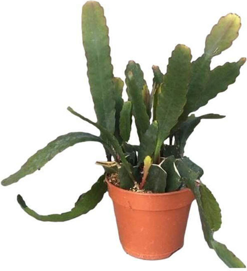 Epiphyllum 'sarah Courant' 12cm
