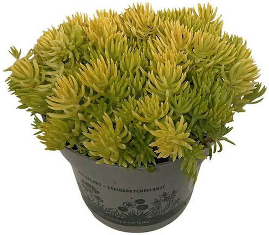 Sedum 'kent Belle' 9cm