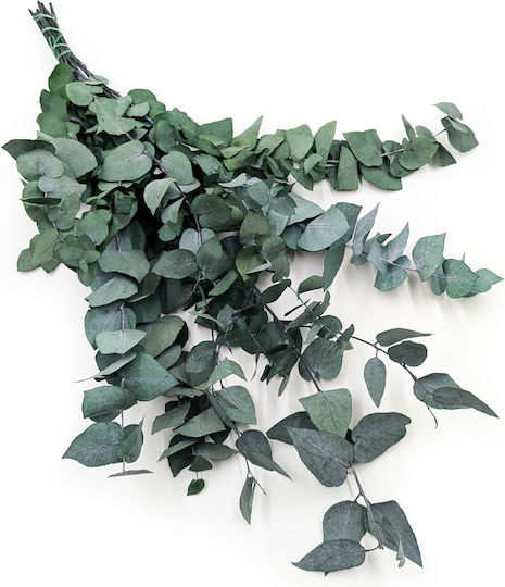 Stabilized Eucalyptus Stuartiana Green