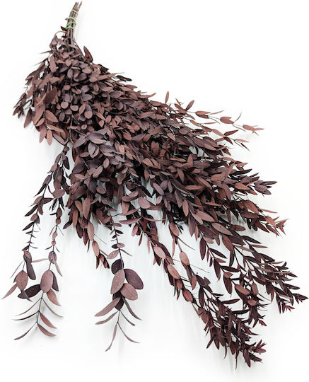 Stabilized Eucalyptus Parvifolia Red