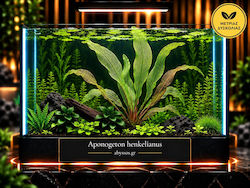 Aponogeton Henkelianus Βολβός