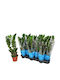 Zamioculcas Zamiifolia 10.5cm