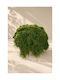 Soft Moss Single-Colored Evergreens